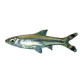 Scissortail Rasbora