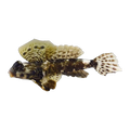 Scooter Blenny | Synchiropus ocellatus