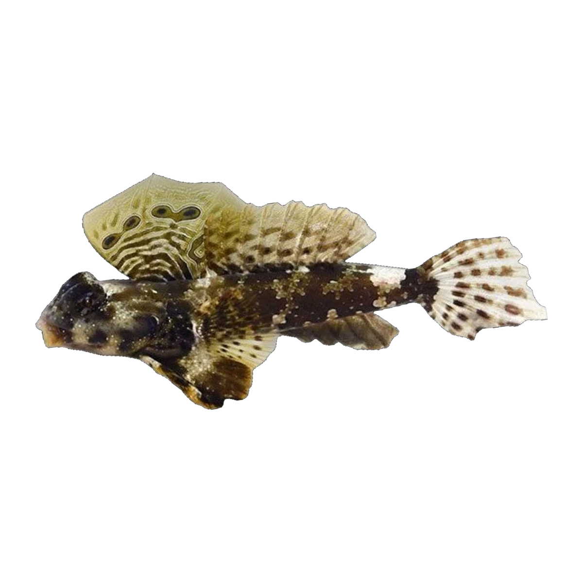 Scooter Blenny | Synchiropus ocellatus