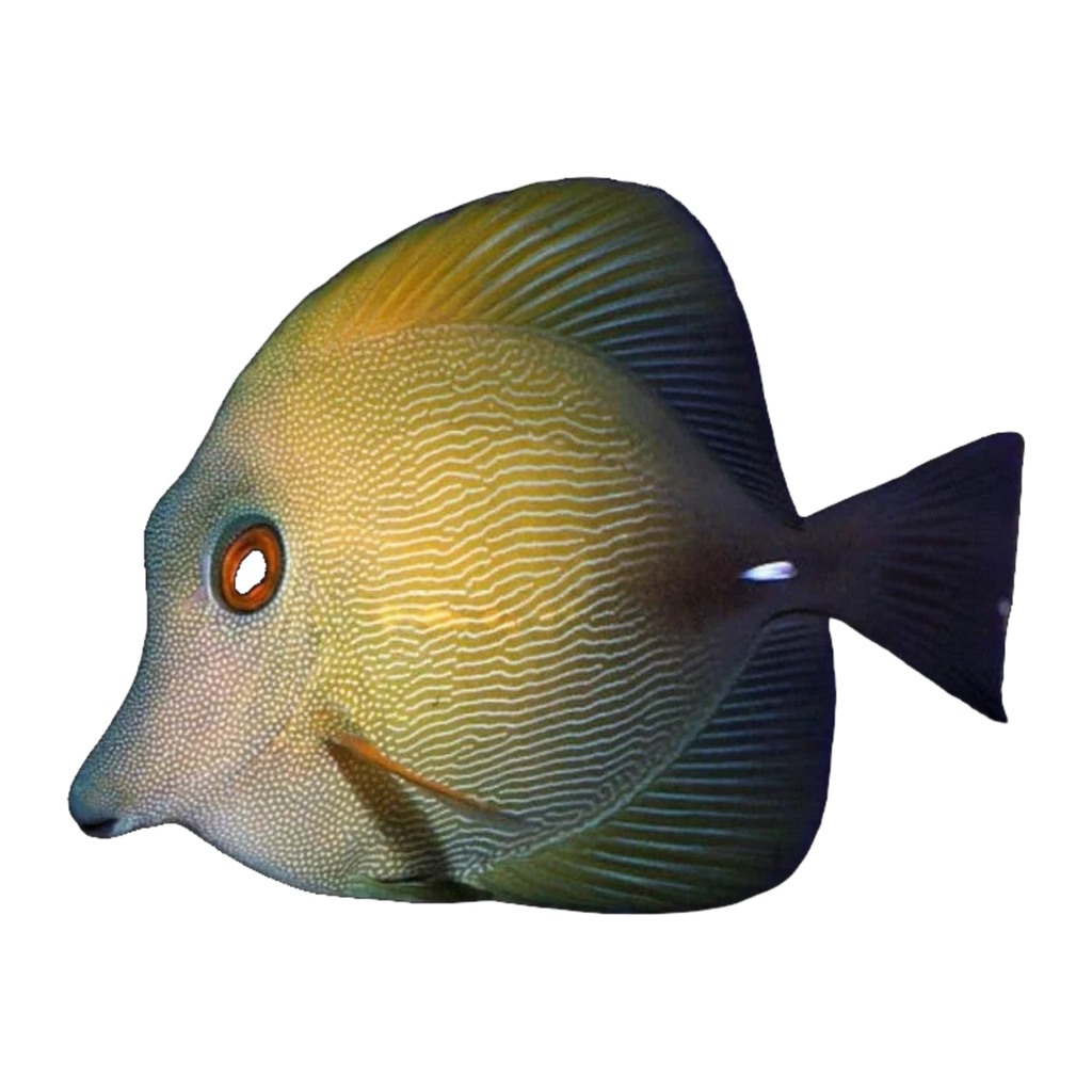 Scopas Tang | Zebrasoma scopas