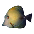 Scopas Tang | Zebrasoma scopas