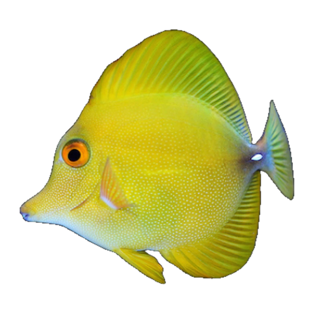 Scopas Tang | Zebrasoma scopas