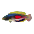 Scotts Fairy Wrasse | Cirrhilabrus scottorum