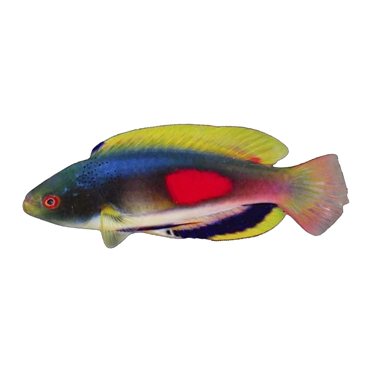 Scotts Fairy Wrasse | Cirrhilabrus scottorum
