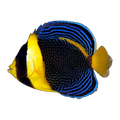 Scribbled Angelfish juvenile | Chaetodontoplus duboulayi