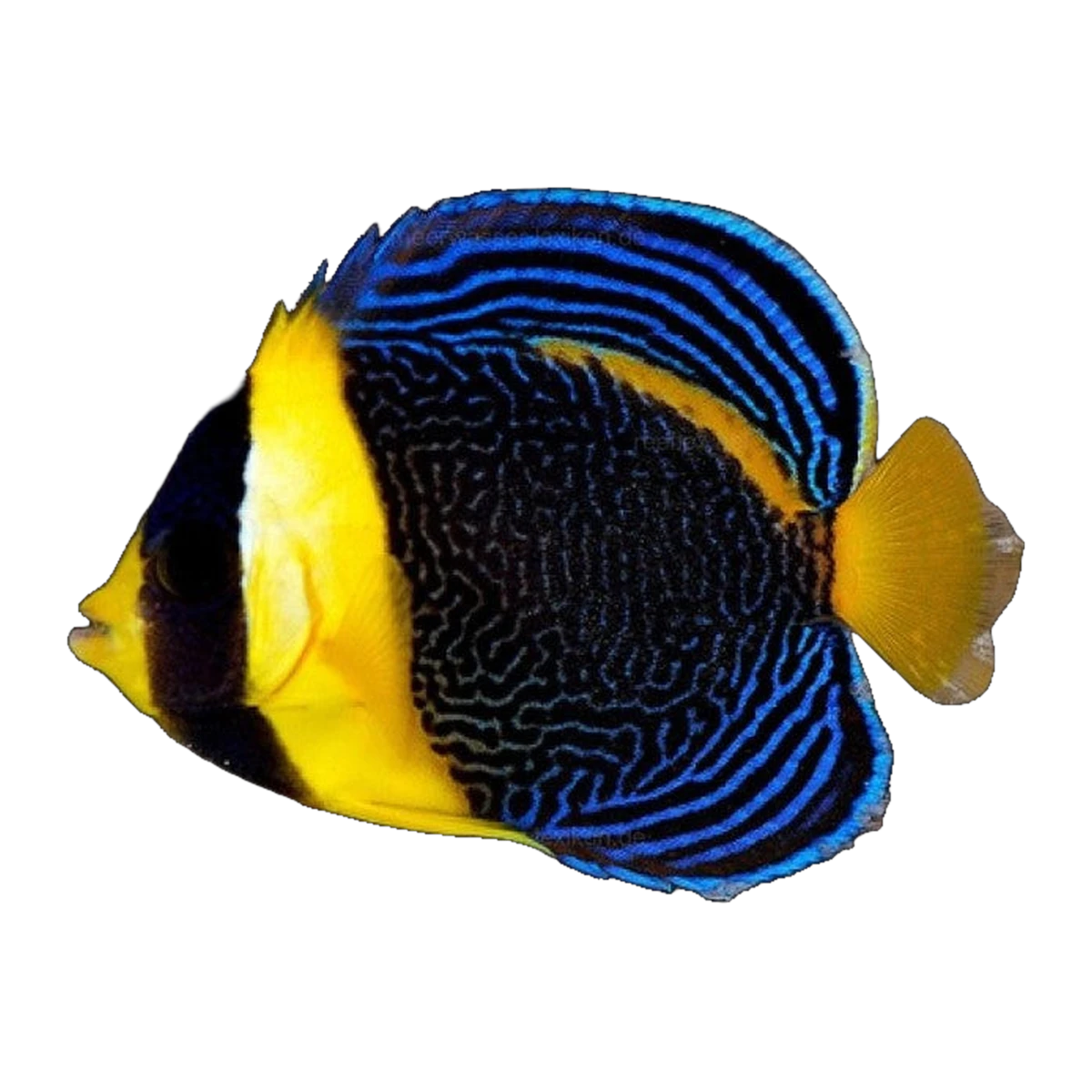 Scribbled Angelfish juvenile | Chaetodontoplus duboulayi