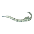 Scribbled Pipefish | Corythoichthys intestinalis