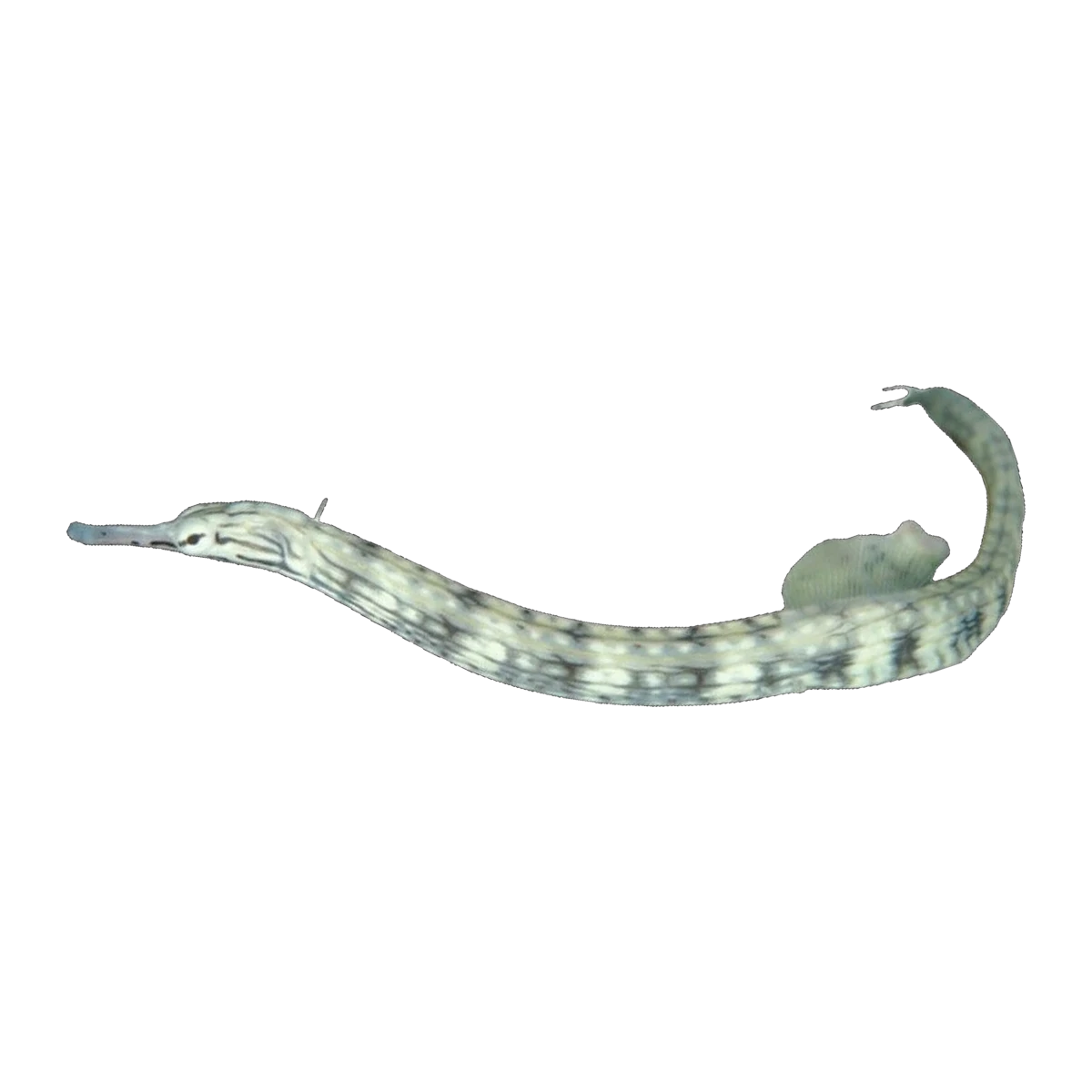 Scribbled Pipefish | Corythoichthys intestinalis