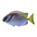 Scribbled Rabbitfish | Siganus spinus