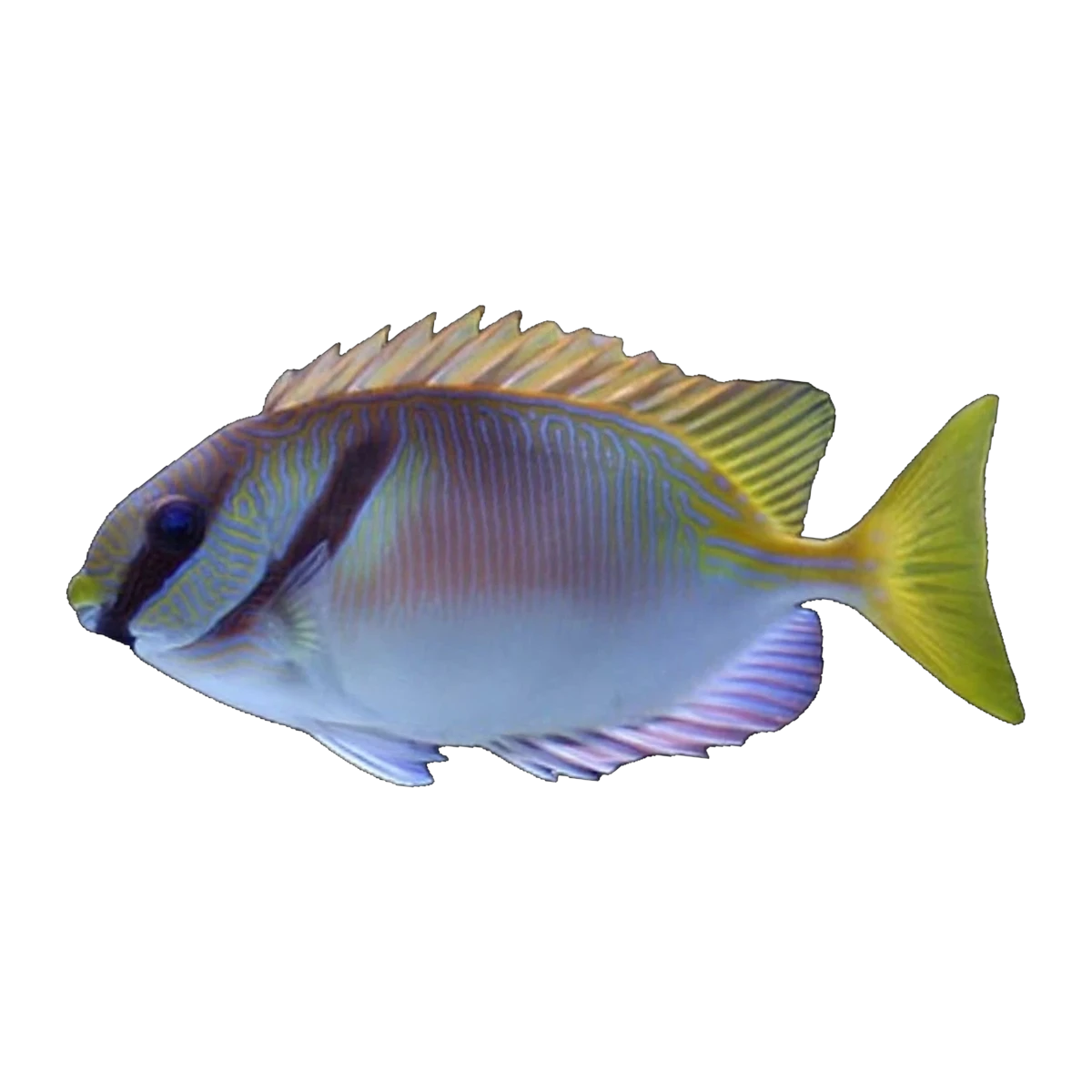 Scribbled Rabbitfish | Siganus spinus