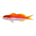 Seavers Splitfin Anthias | Luzonichthys seaver