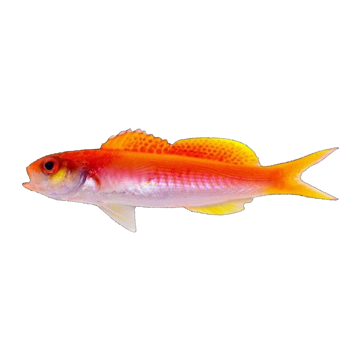 Seavers Splitfin Anthias | Luzonichthys seaver