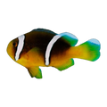 Sebae Clownfish Pair | Amphiprion sebae