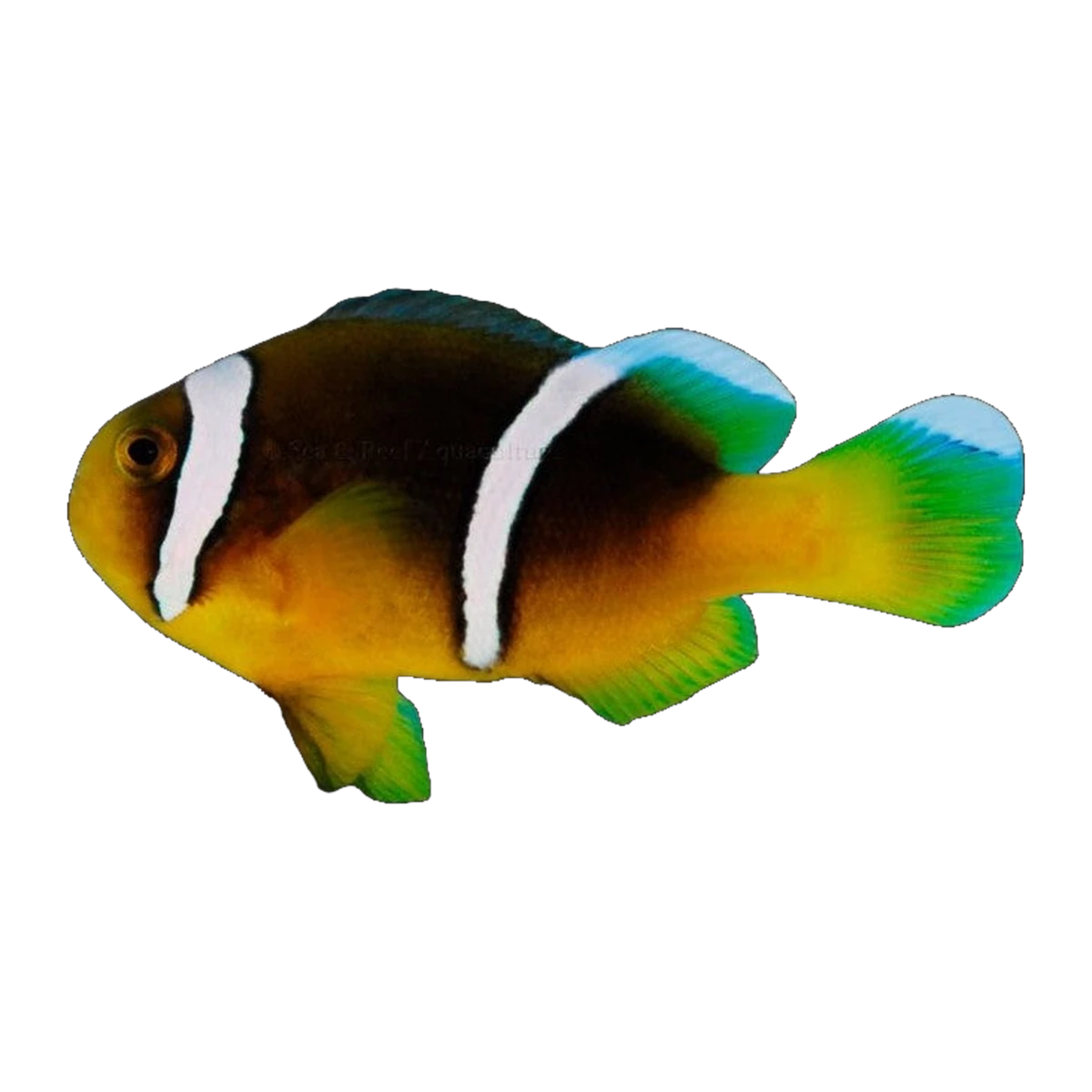 Sebae Clownfish Pair | Amphiprion sebae