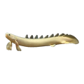 Senegal Bichir