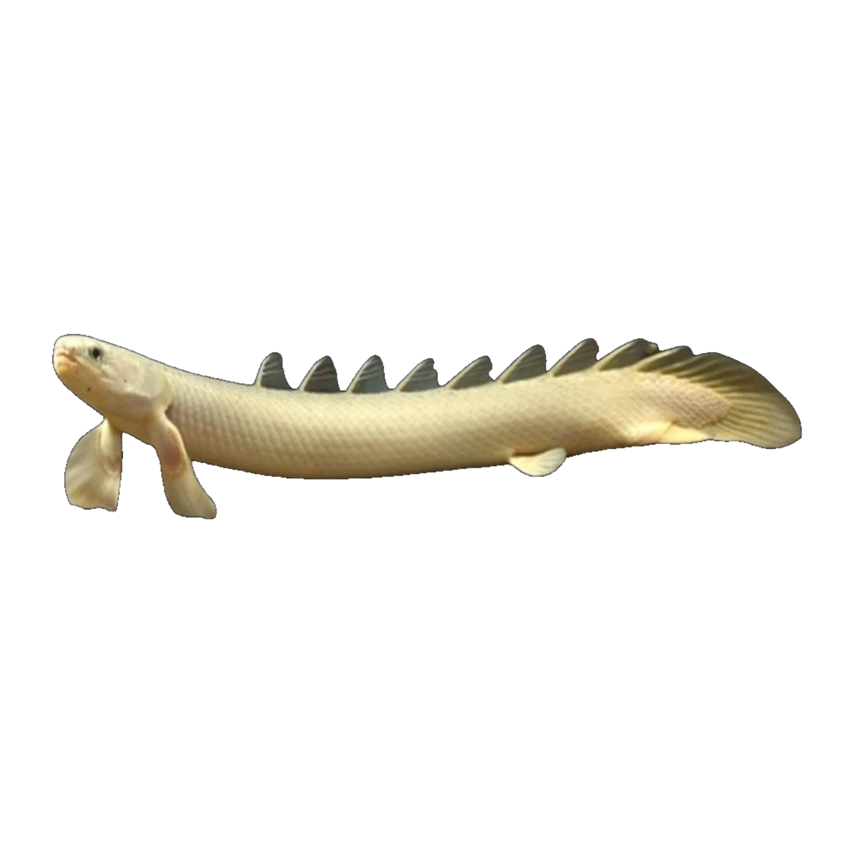 Senegal Bichir