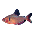 Serpae Tetra