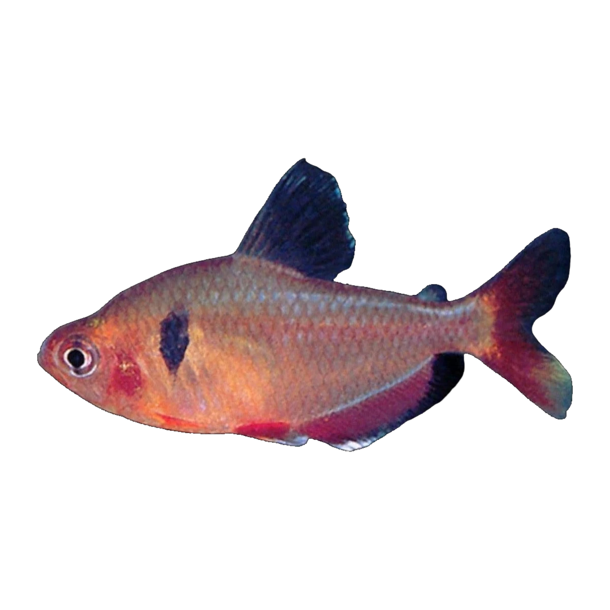 Serpae Tetra