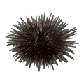 Short Spined Sea Urchin | Echinometra spp.