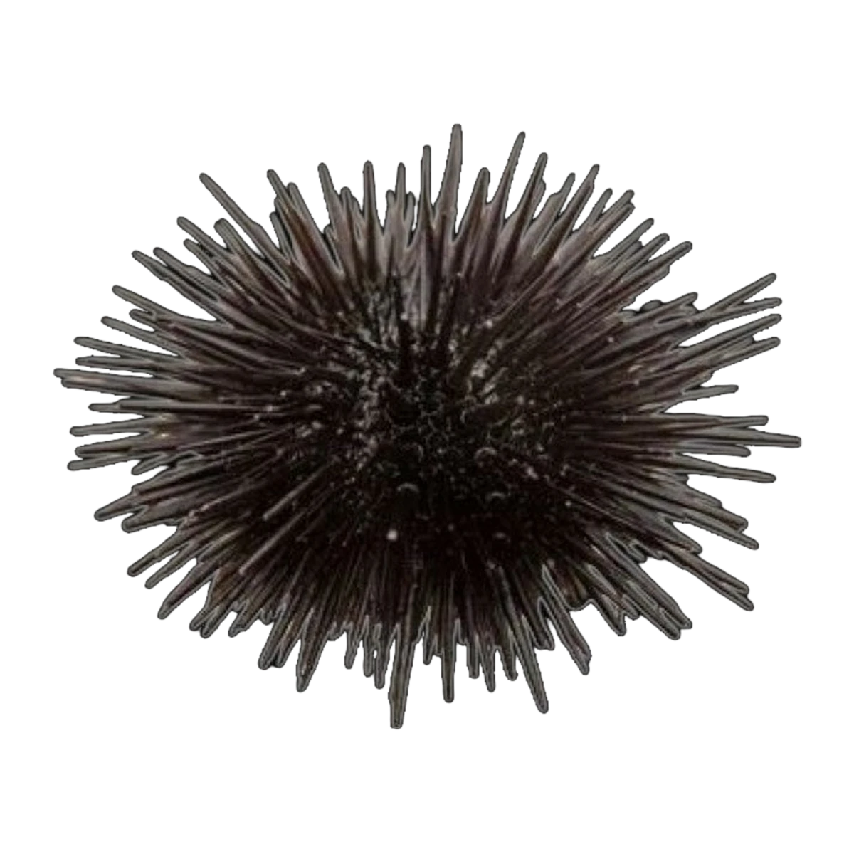 Short Spined Sea Urchin | Echinometra spp.