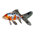 Shubunkin Goldfish
