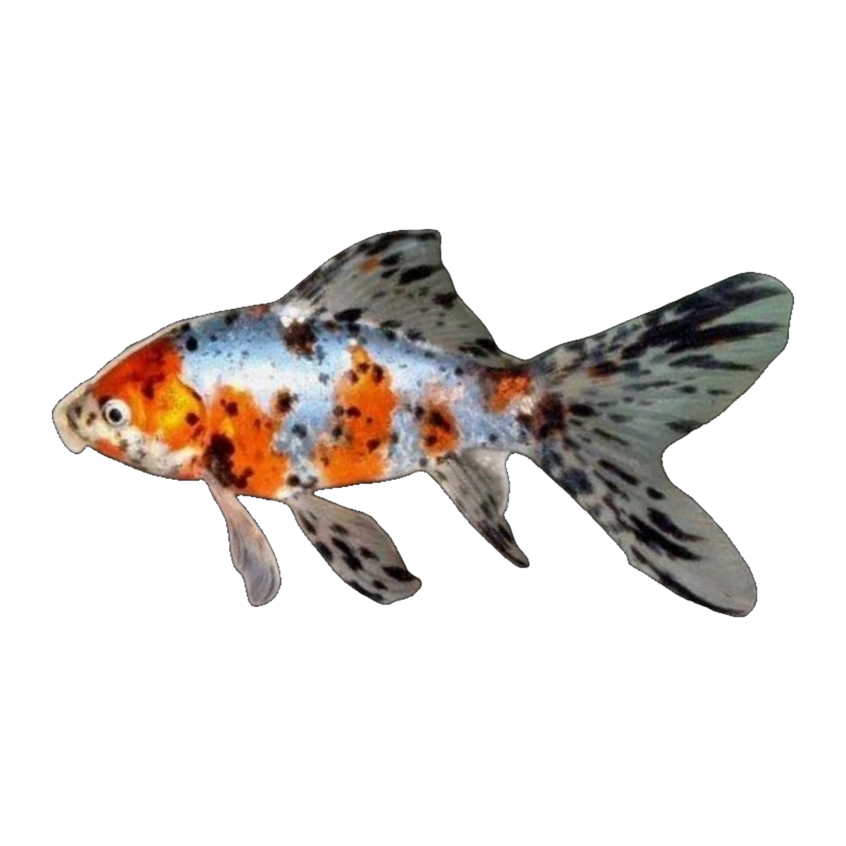 Shubunkin Goldfish