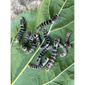 Live Silkworms 12 pack