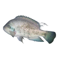 Silver Cichlid