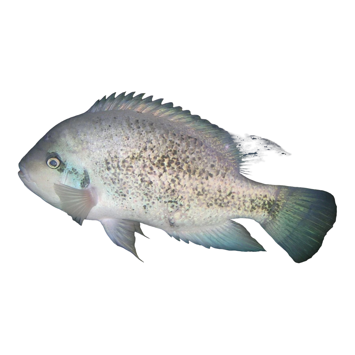 Silver Cichlid