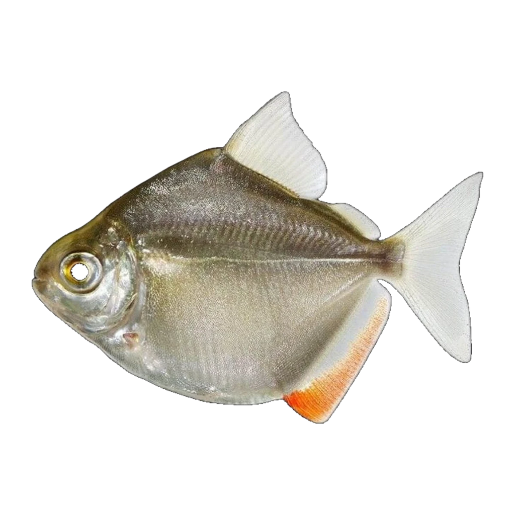 Silver Dollar | Metynnis argenteus