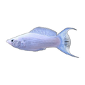 Silver Lyretail Sailfin Molly | Poecilia latipinna
