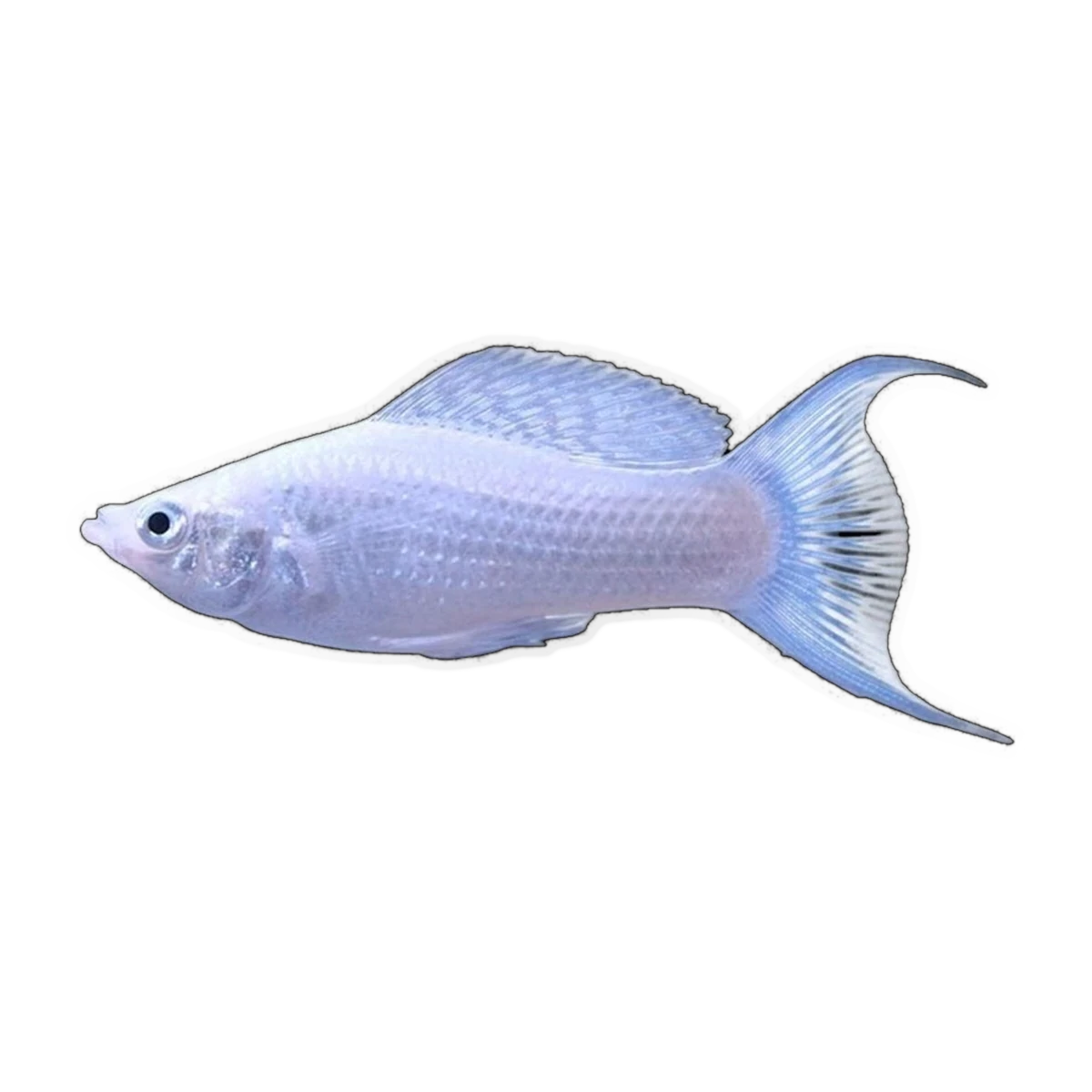 Silver Lyretail Sailfin Molly | Poecilia latipinna