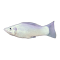 Silver Molly | Poecilia sphenops
