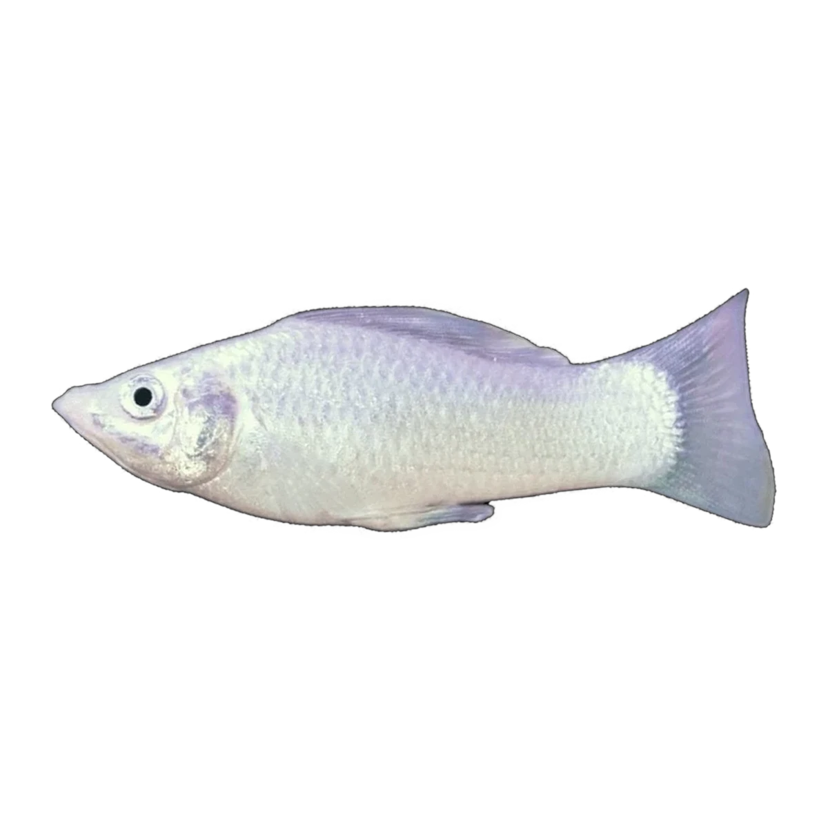Silver Molly | Poecilia sphenops