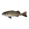 Silver Perch (Bidyanus bidyanus), side profile facing right