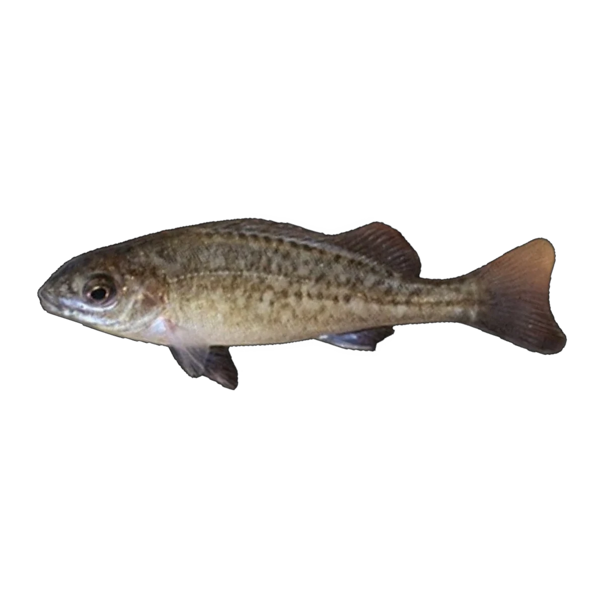 Silver Perch (Bidyanus bidyanus), side profile facing right