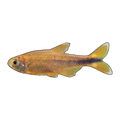 Silver Tip Tetra