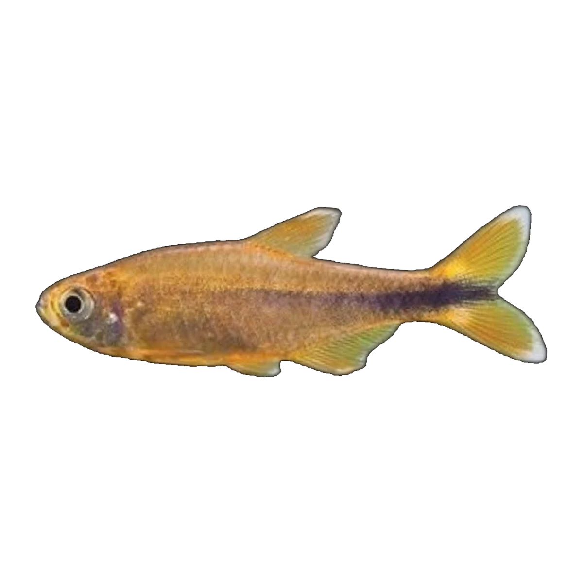 Silver Tip Tetra