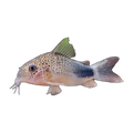 Similis Corydoras | Hoplisoma similis