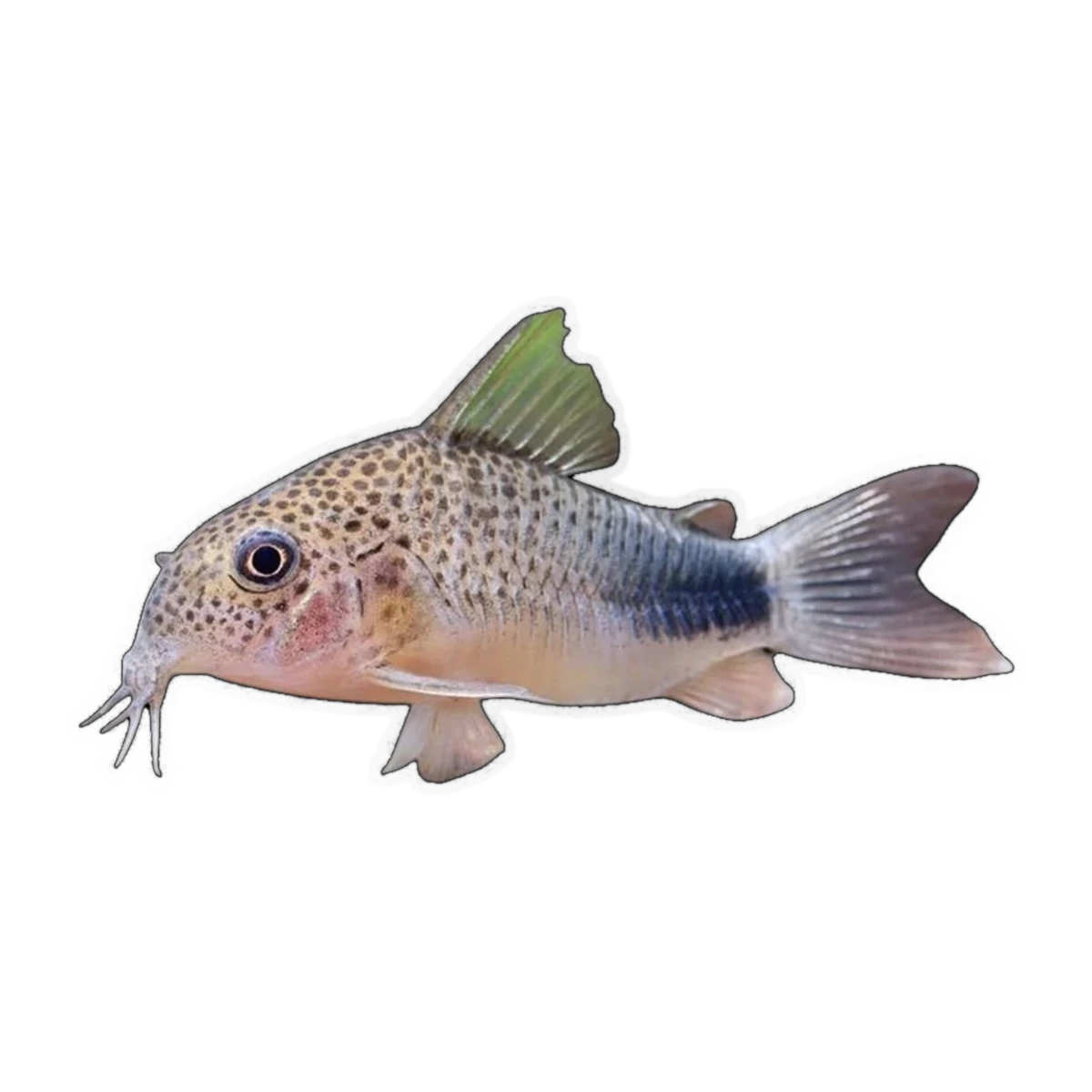 Similis Corydoras | Hoplisoma similis