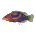 Six Line Wrasse | Pseudocheilinus hexataenia