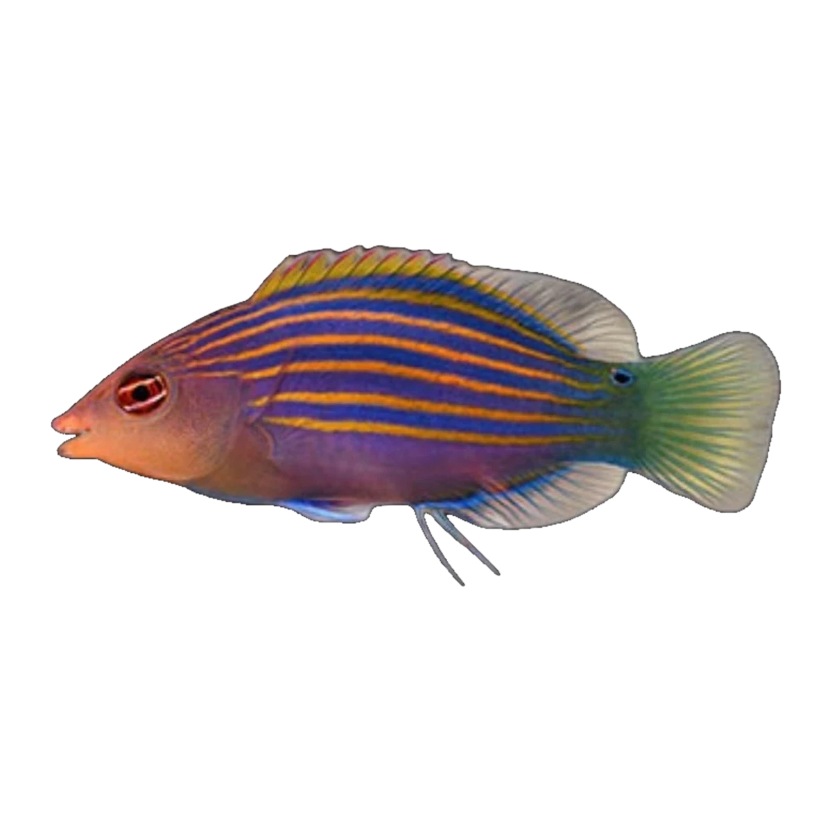 Six Line Wrasse | Pseudocheilinus hexataenia