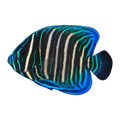 Sixbar Angelfish juvenile | Pomacanthus sexstriatus