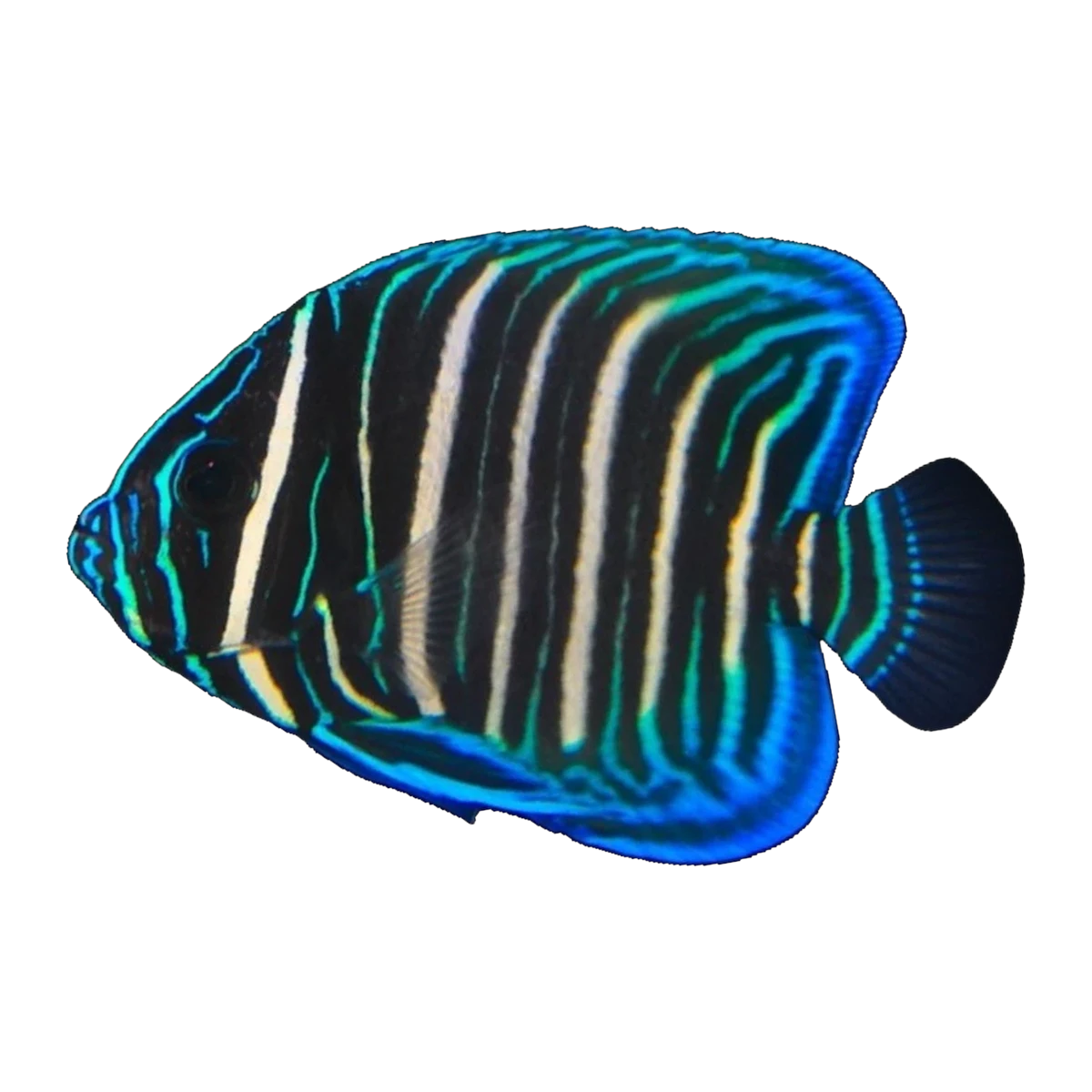 Sixbar Angelfish juvenile | Pomacanthus sexstriatus