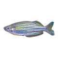 Skull Creek Rainbowfish