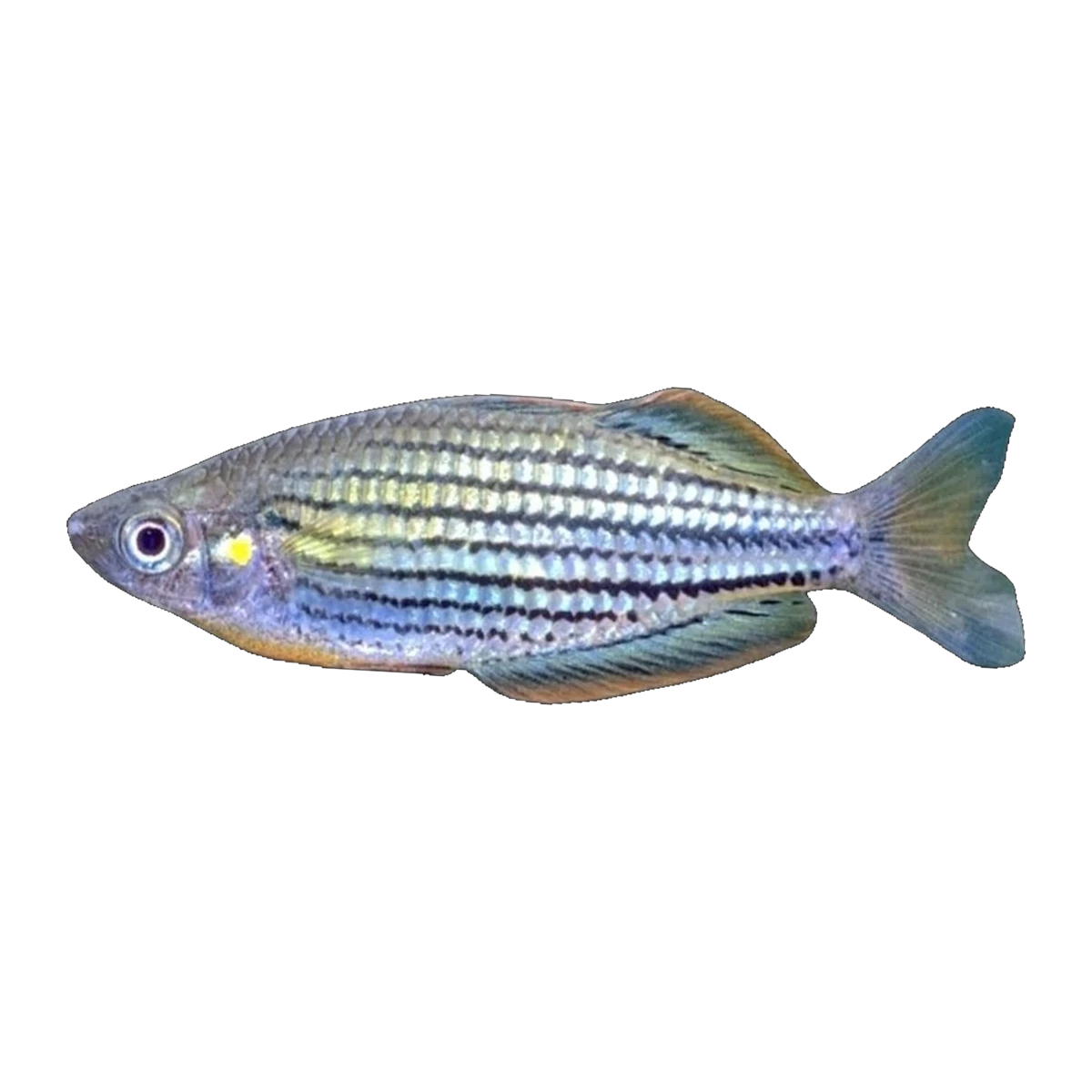 Skull Creek Rainbowfish