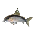 Skunk Corydoras | Hoplisoma granti