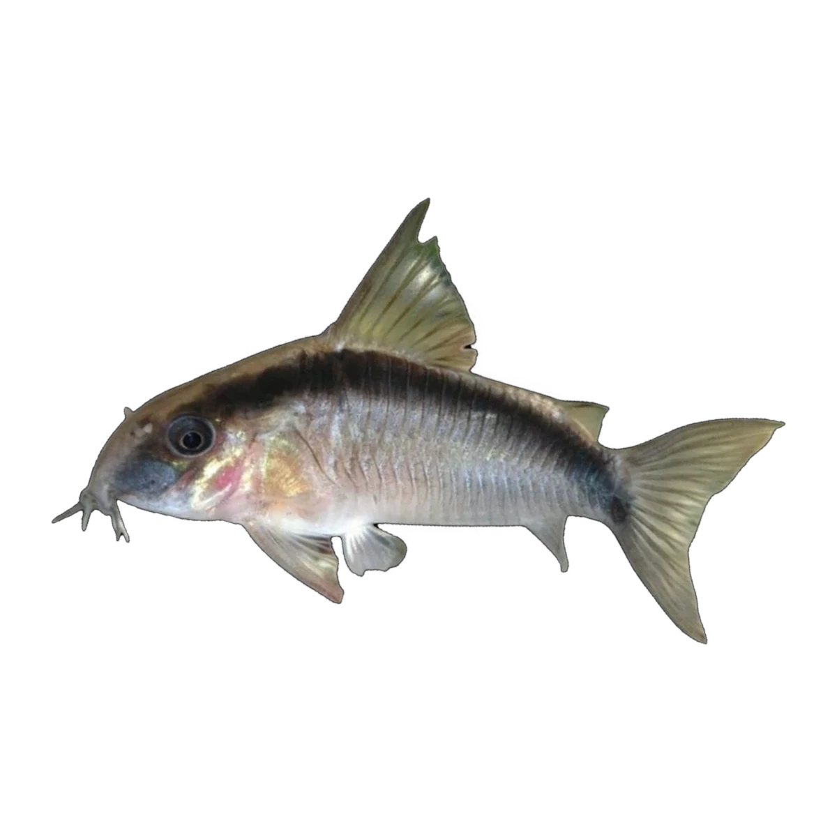 Skunk Corydoras | Hoplisoma granti
