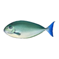Sleek Unicorn Fish | Naso hexacanthus
