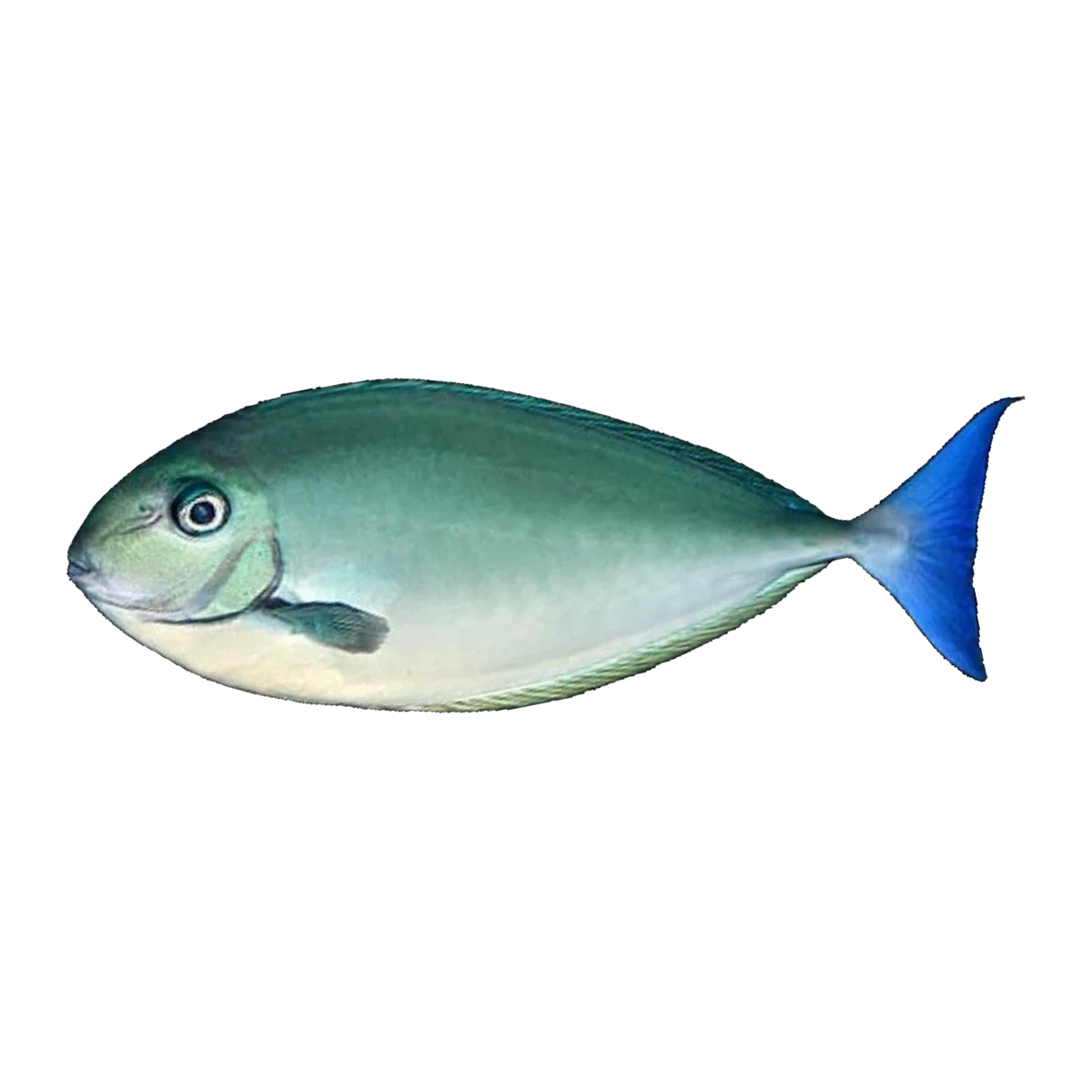 Sleek Unicorn Fish | Naso hexacanthus